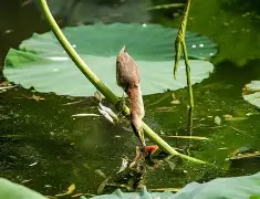 咪咕网址 -包含抙?雰??~鲸k羁TU